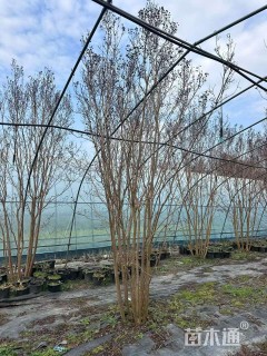 高度350厘米天鹅绒紫薇