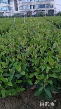 高度40厘米金丝桃