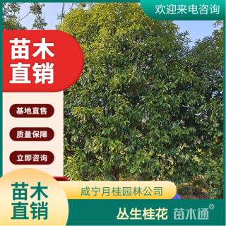 高度450厘米丛生桂花