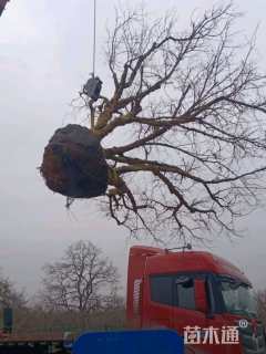 高度300厘米果石榴