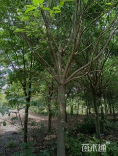 18公分红果冬青