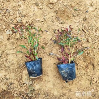 高度17厘米千鸟花 粉花千鸟花