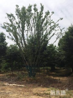丛生朴树