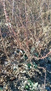 高度50厘米黄刺玫