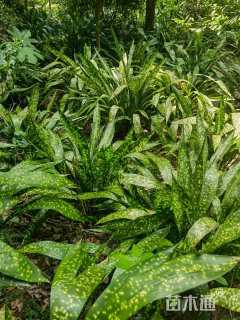 高度60厘米洒金一叶兰