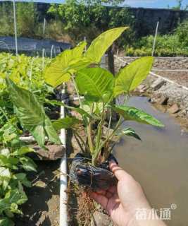 高度18厘米白蝴蝶