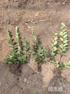 高度30厘米卫矛