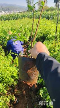 高度50厘米板栗