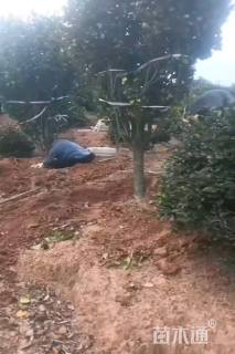 高度250厘米茶花