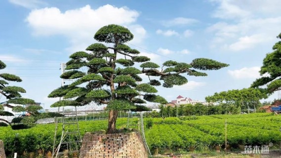 移栽苗造型罗汉松