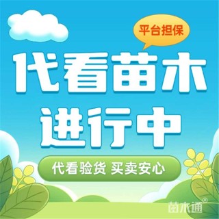 湖北荆州苗木代看