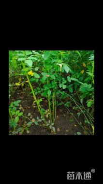 高度70厘米蔷薇