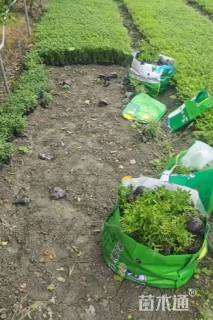 高度20厘米萼距花