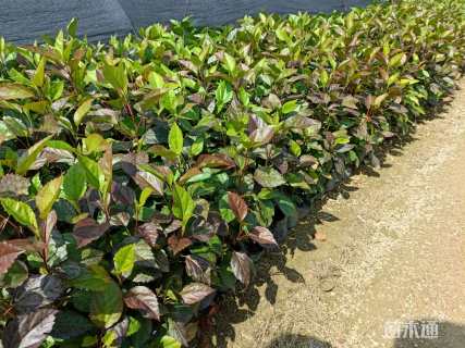 高度30厘米彩叶扶桑