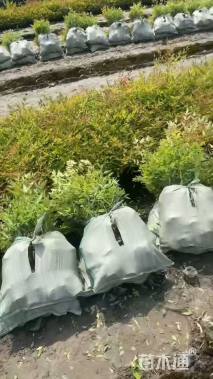 高度40厘米南天竹