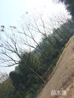 12公分黄山栾树
