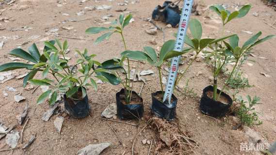 高度20厘米鹅掌柴