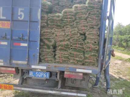 草卷状马尼拉草