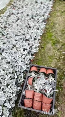 高度15厘米银叶菊