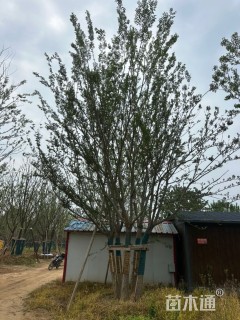 18公分(3杆)丛生朴树