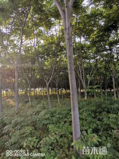 15公分栾树