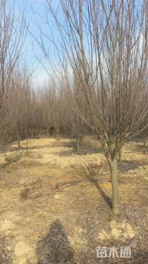 高度300厘米密枝红叶李