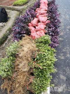 高度25厘米小叶栀子