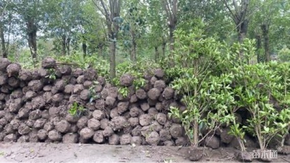 高度180厘米青珊瑚