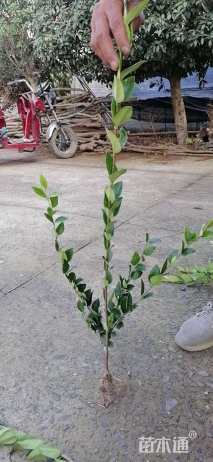 高度30厘米金森女贞