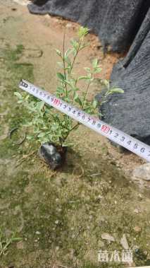 高度20厘米银姬小蜡