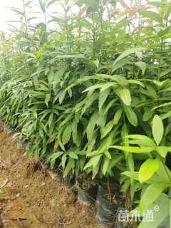 0.7公分刨花润楠