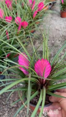 高度15厘米凤梨