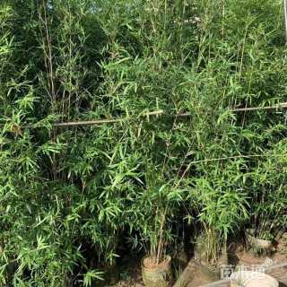 容器苗慈孝竹