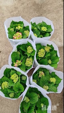 高度50厘米无尽夏绣球