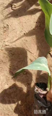 高度15厘米千屈菜