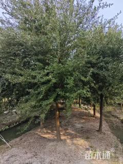 14公分弗吉尼亚栎