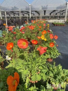 高度30厘米虞美人