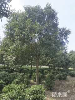 14公分大叶女贞