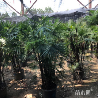 裸干高150厘米散尾葵