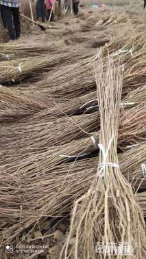 高度80厘米紫穗槐