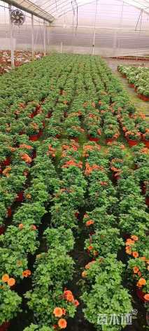 高度15厘米菊花