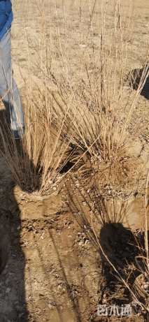 高度120厘米胡枝子