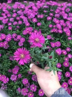 高度18厘米荷兰菊