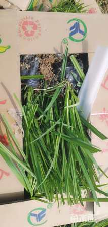 高度20厘米崂峪苔草