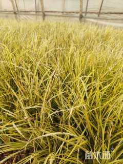 高度20厘米金线菖蒲