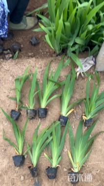 高度20厘米鸢尾