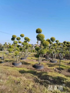 10公分造型亮晶女贞