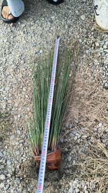 高度30厘米灯心草