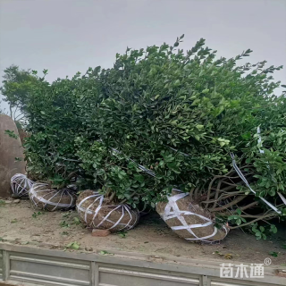 高度200厘米大叶黄杨