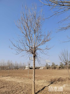 高度400厘米丛生金叶白蜡